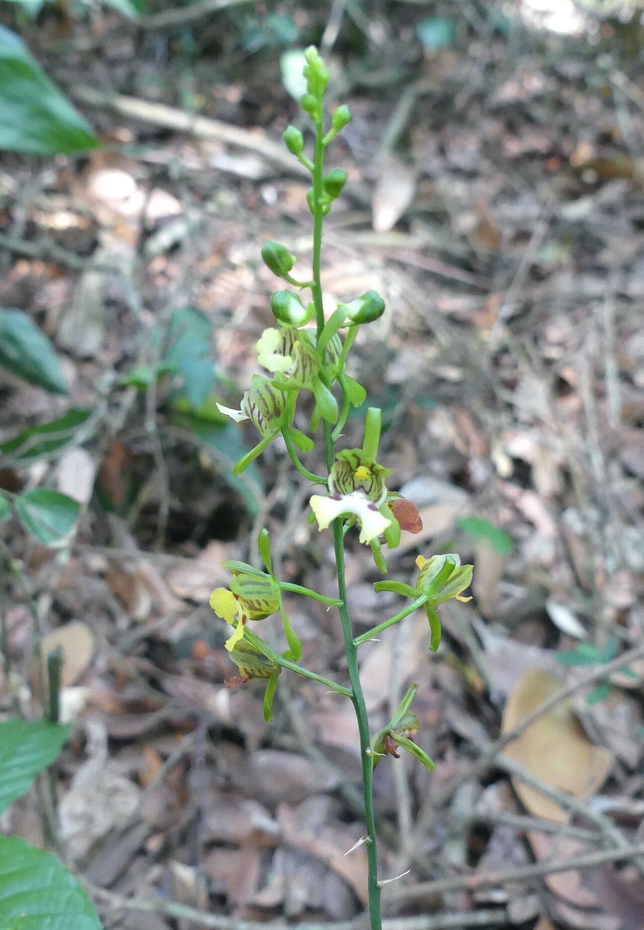 Eulophia lubbersiana — houseplant care guide