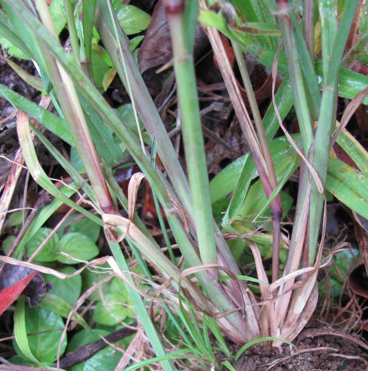 Chloris rufescens — houseplant care guide