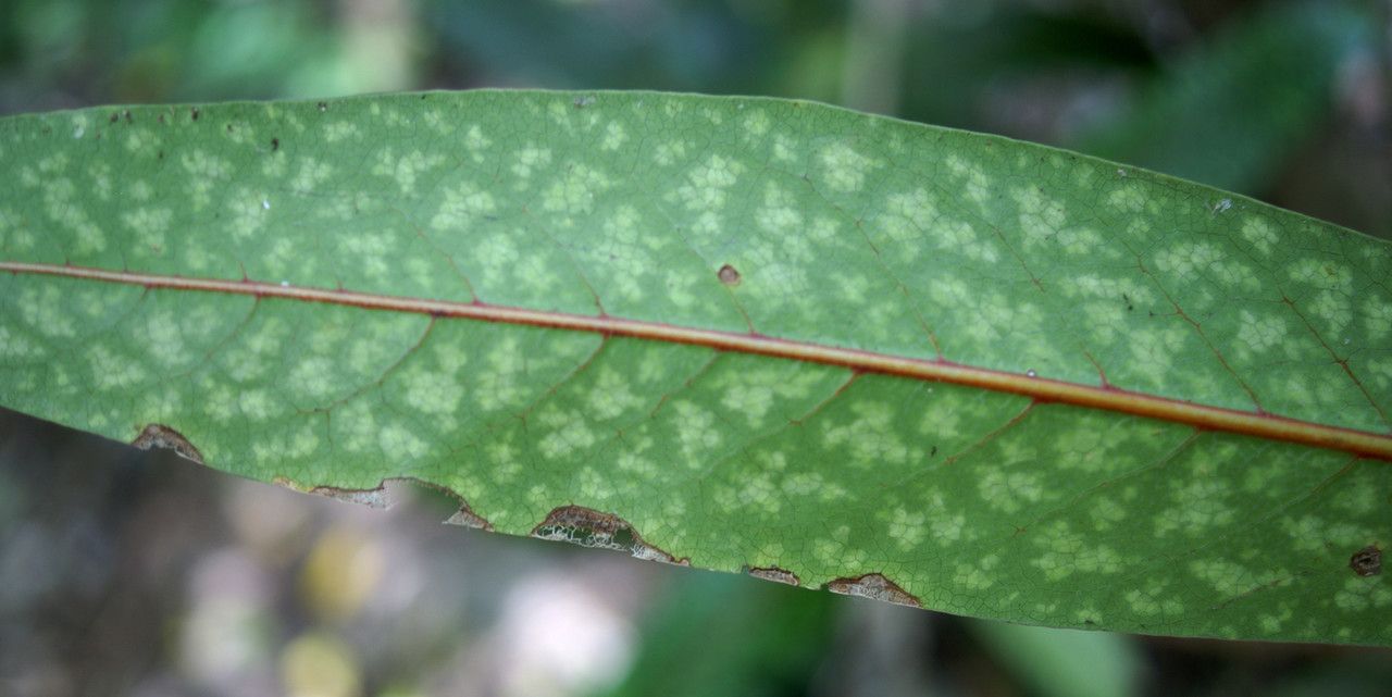 Coptosperma borbonicum leaf