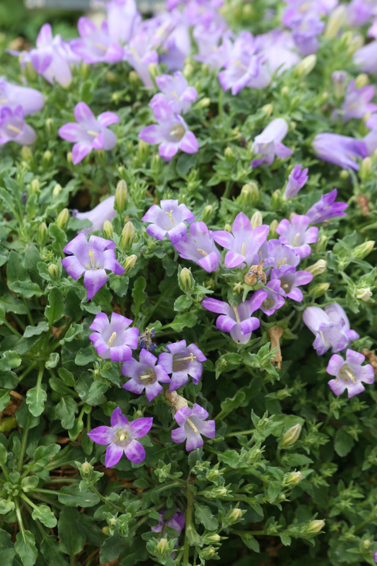 Campanula orphanidea — houseplant care guide