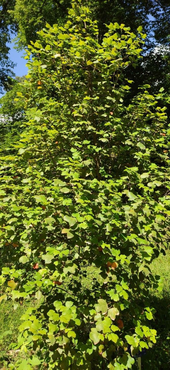 Acer obtusifolium habit