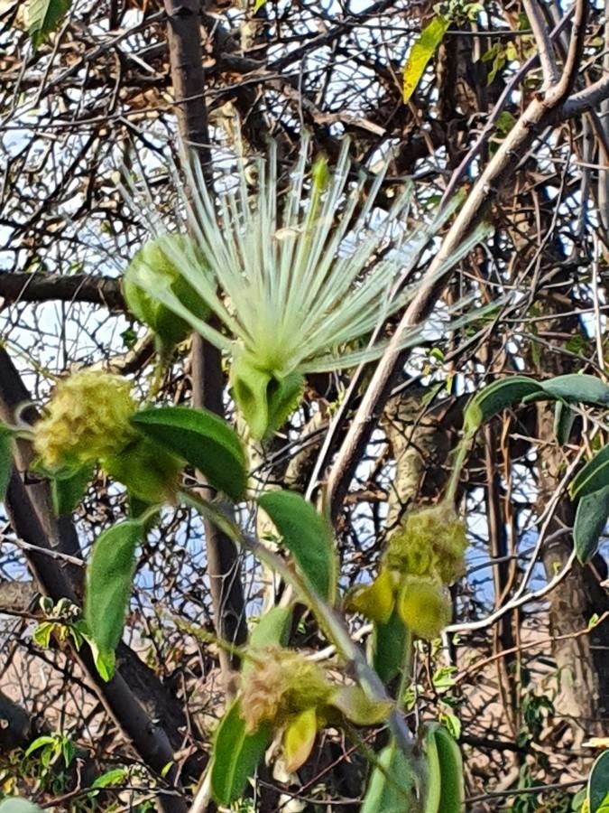 Maerua decumbens flower