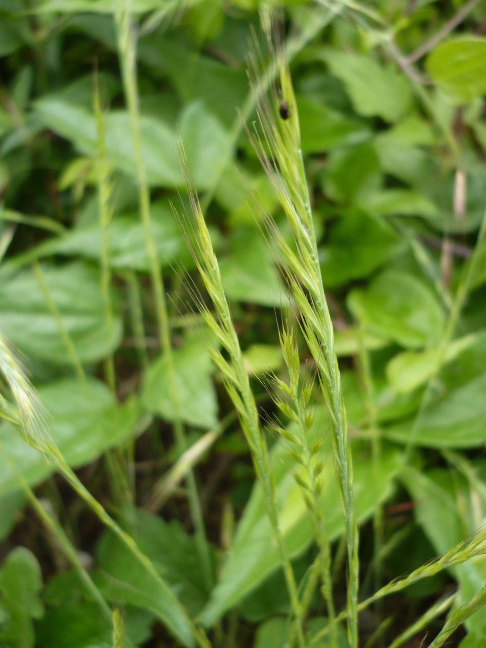 Festuca alopecuros habit