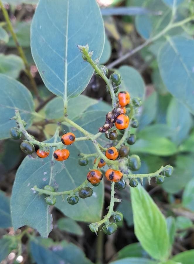 Tournefortia rubicunda fruit