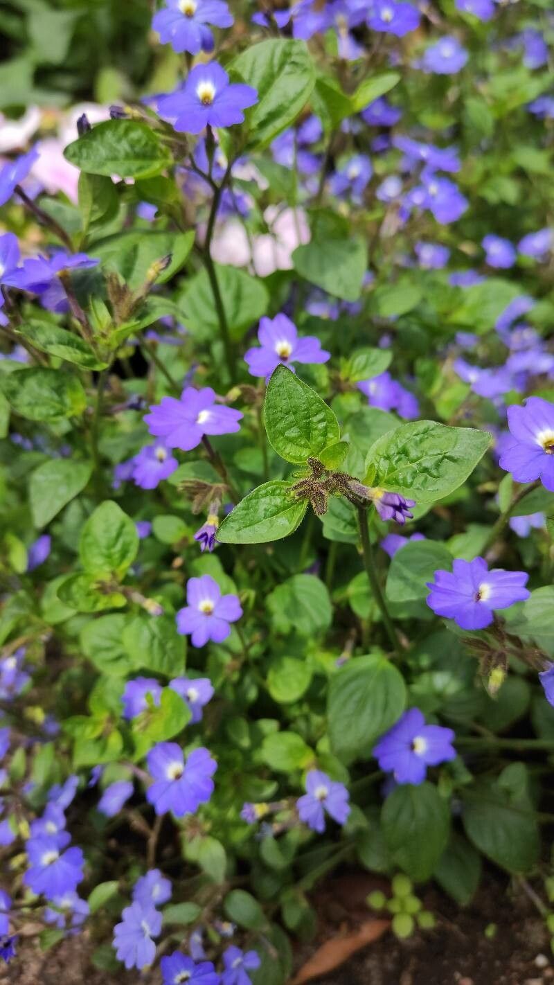 Browallia americana habit