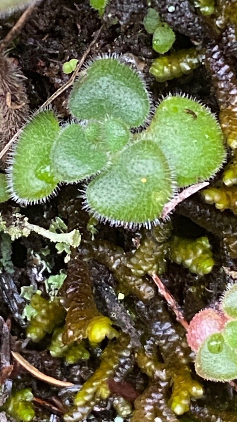 Aichryson villosum — search result for 'Azores'