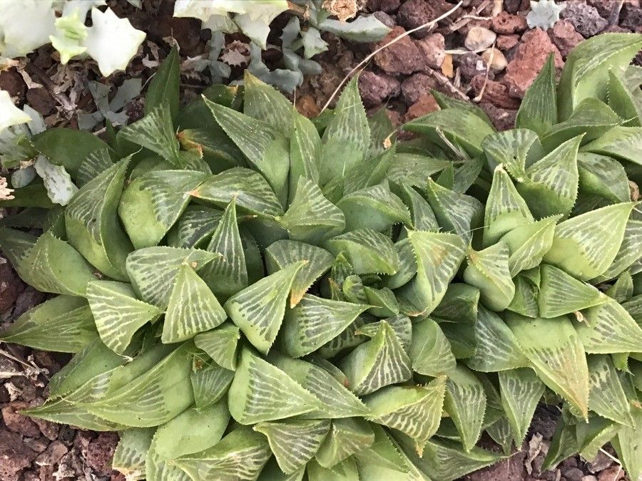 Haworthia magnifica — pet friendly houseplant