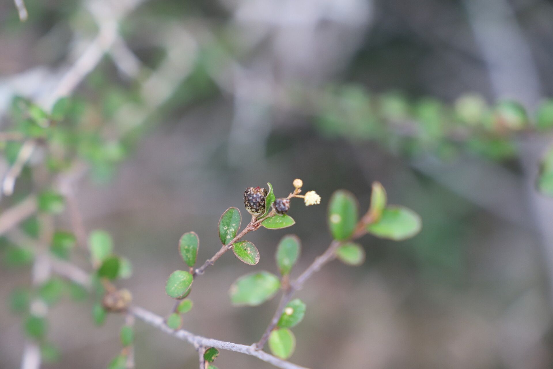 Croton sakamaliensis leaf