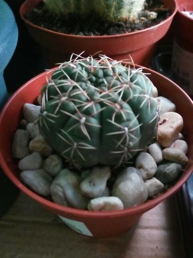 Gymnocalycium Calochlorum bark