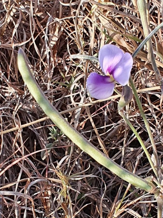 Vigna frutescens fruit