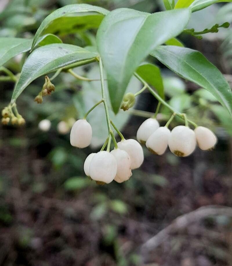 Chiococca alba fruit