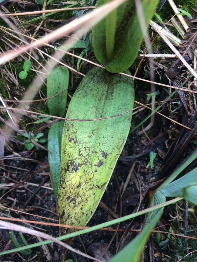 Satyrium nepalense — houseplant care guide