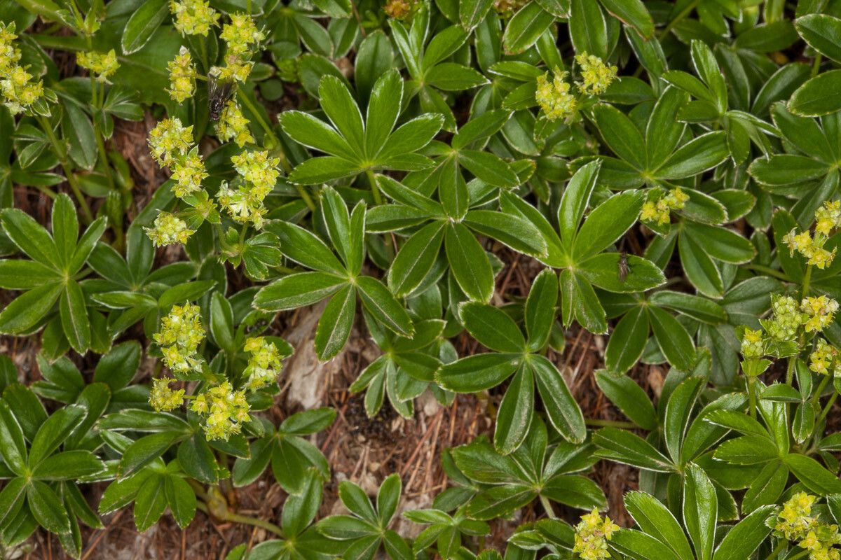 Alchemilla transiens flower