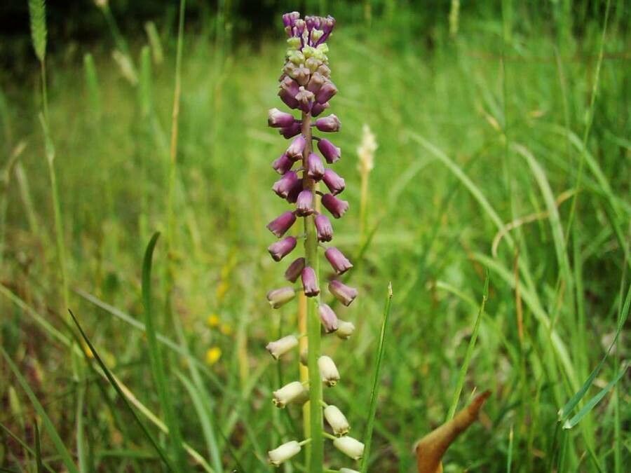 Leopoldia tenuiflora — related species from the same genus