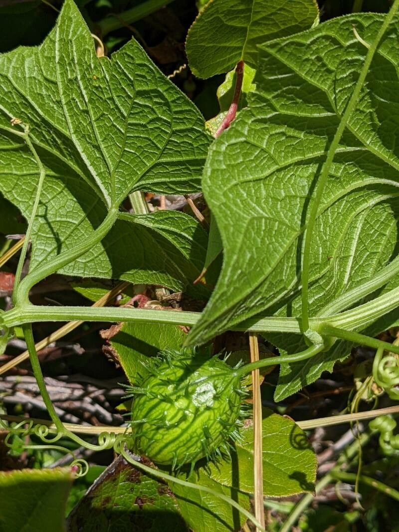 Marah fabacea — search result for 'Cucurbitaceae'
