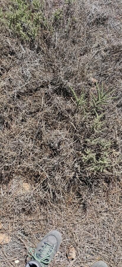 Ericameria ericoides habit