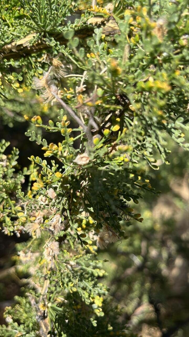 Adesmia confusa — houseplant care guide