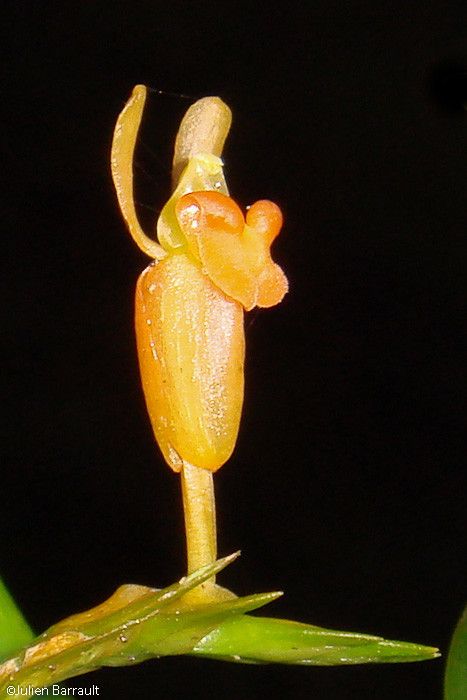 Liparis gibbosa — houseplant care guide