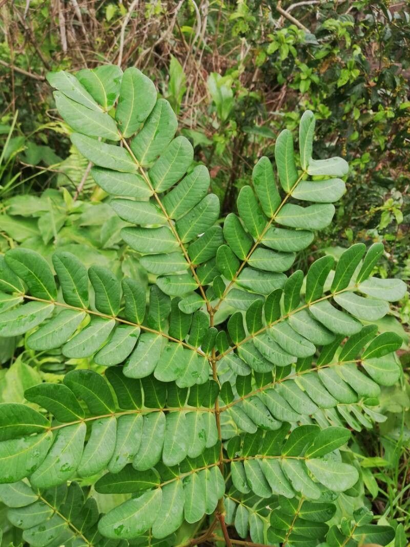 Albizia altissima