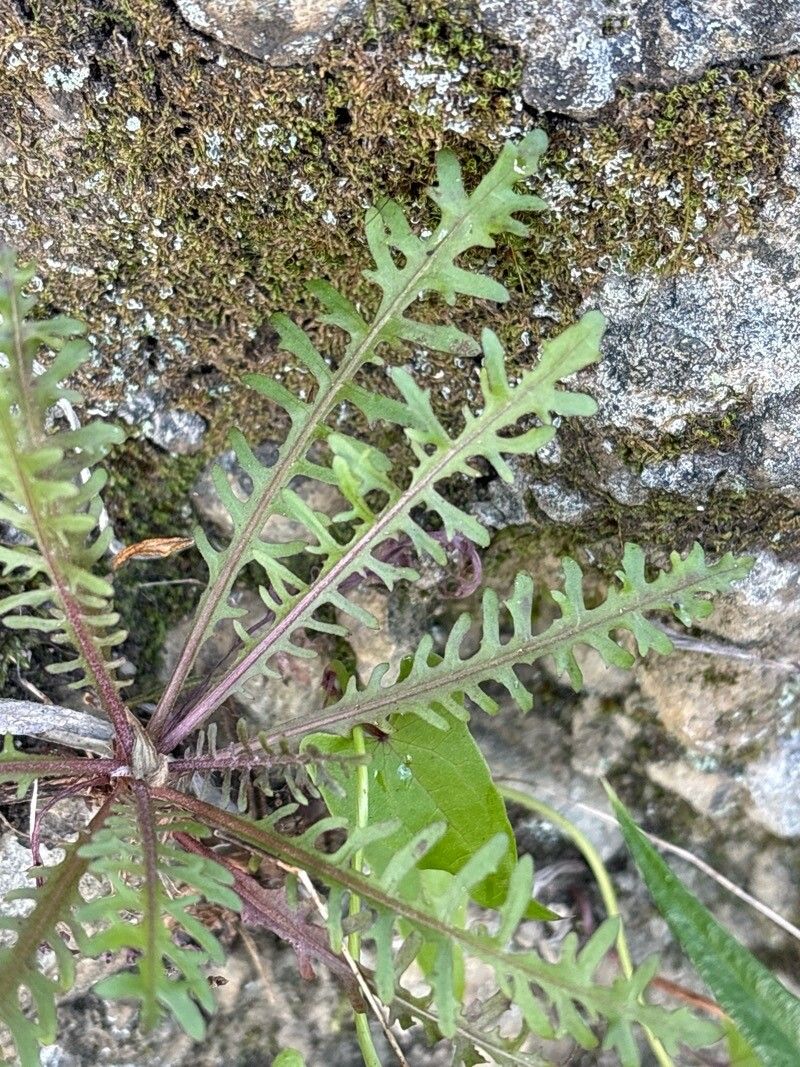 Tolpis coronopifolia — related species from the same genus
