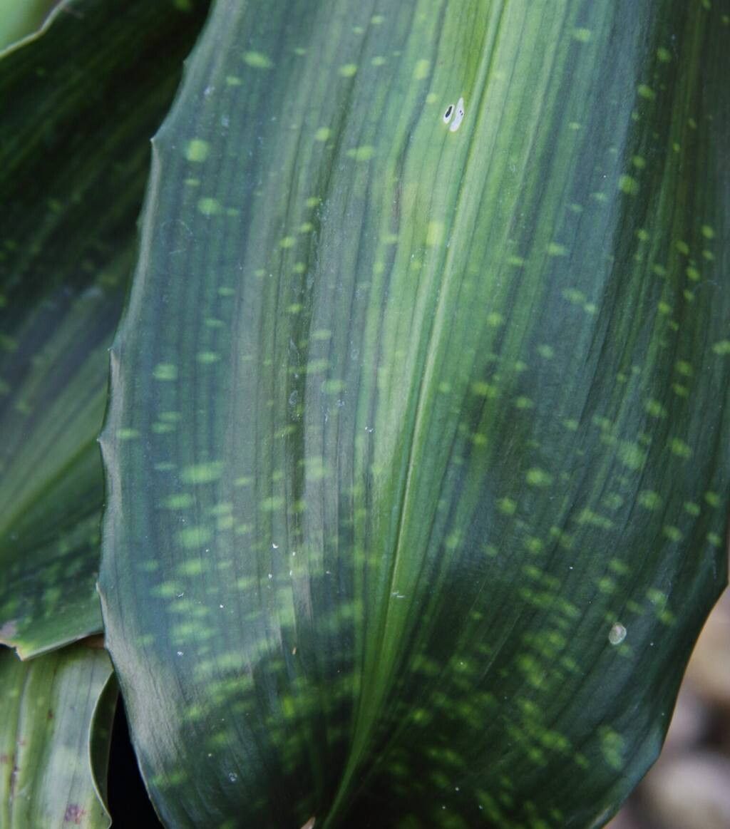 Aspidistra zongbayi — search result for 'Aspidistra'