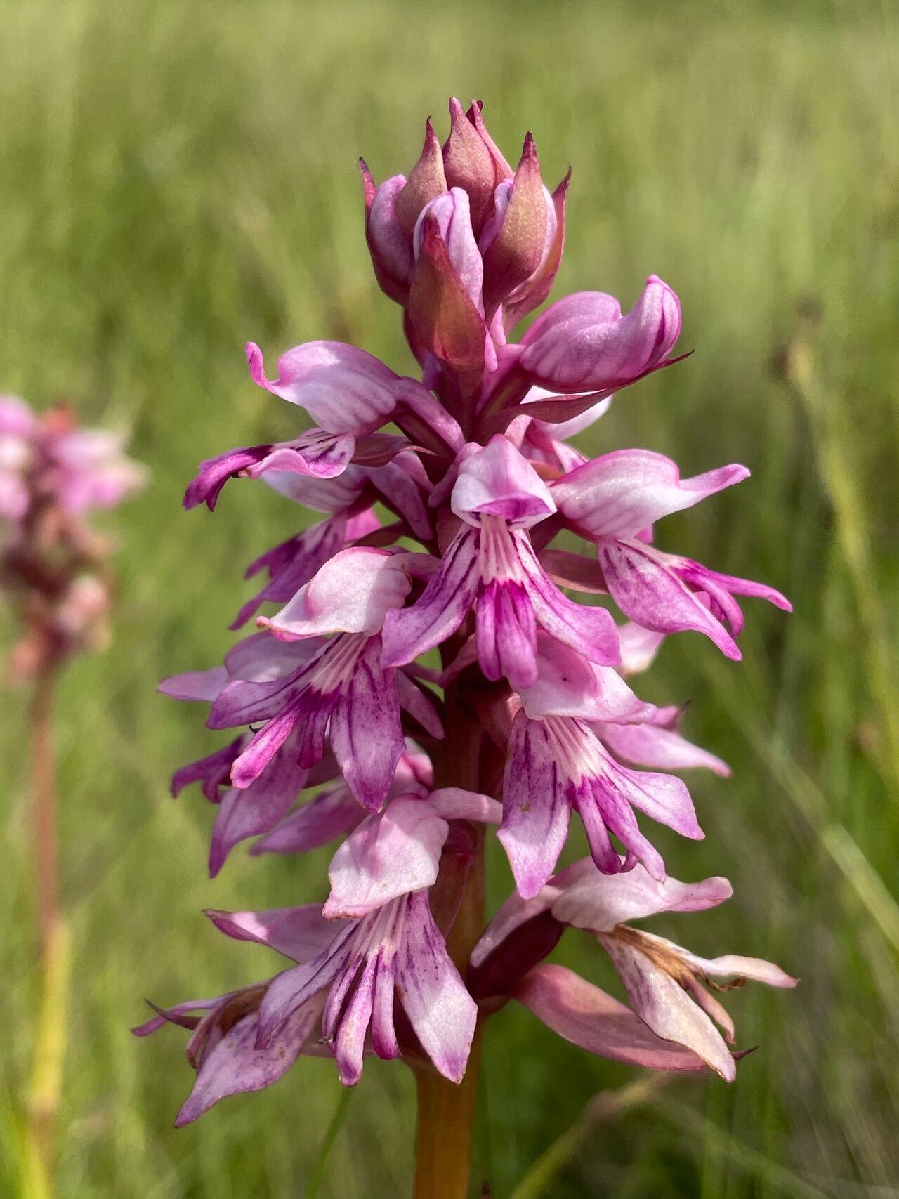 Satyrium breve — related species from the same genus