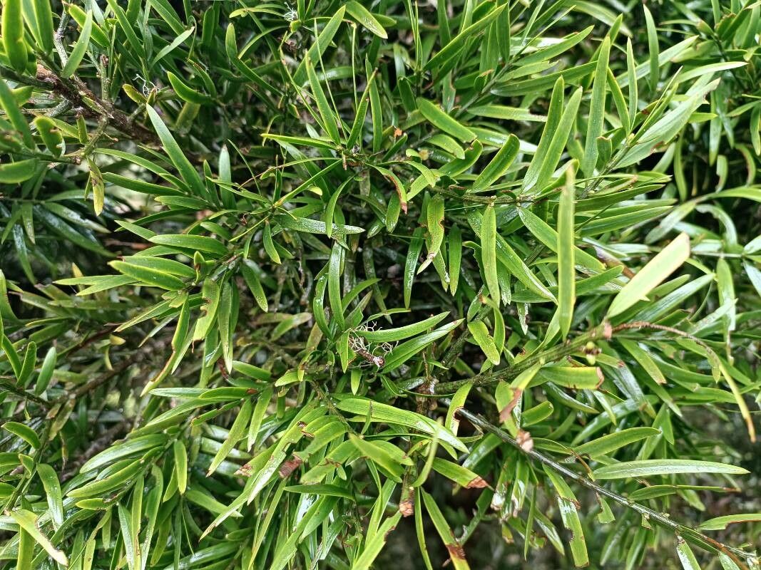 Podocarpus urbanii — search result for 'Podocarpus'