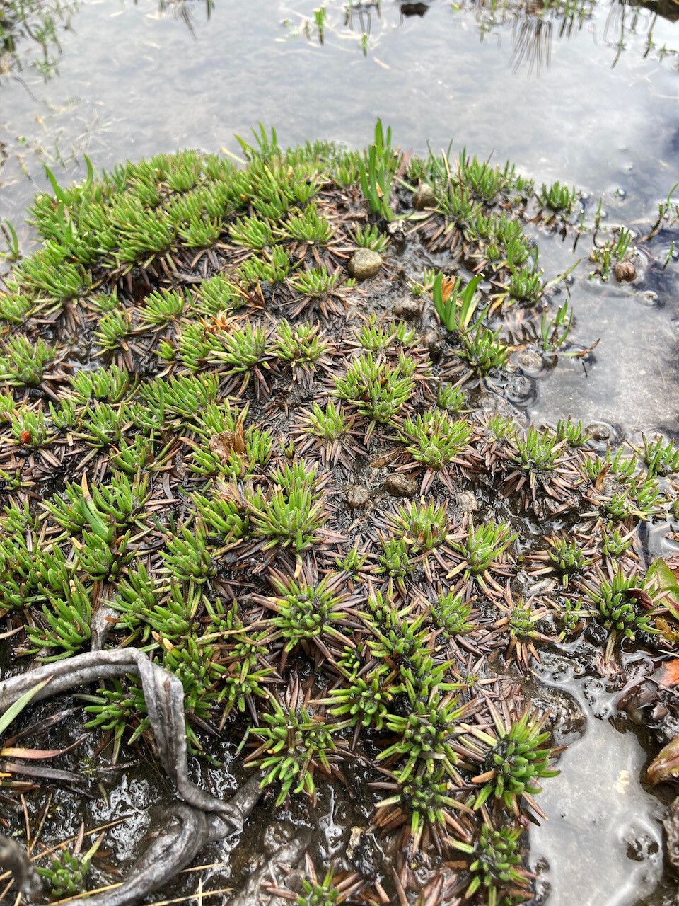 Xenophyllum crassum habit