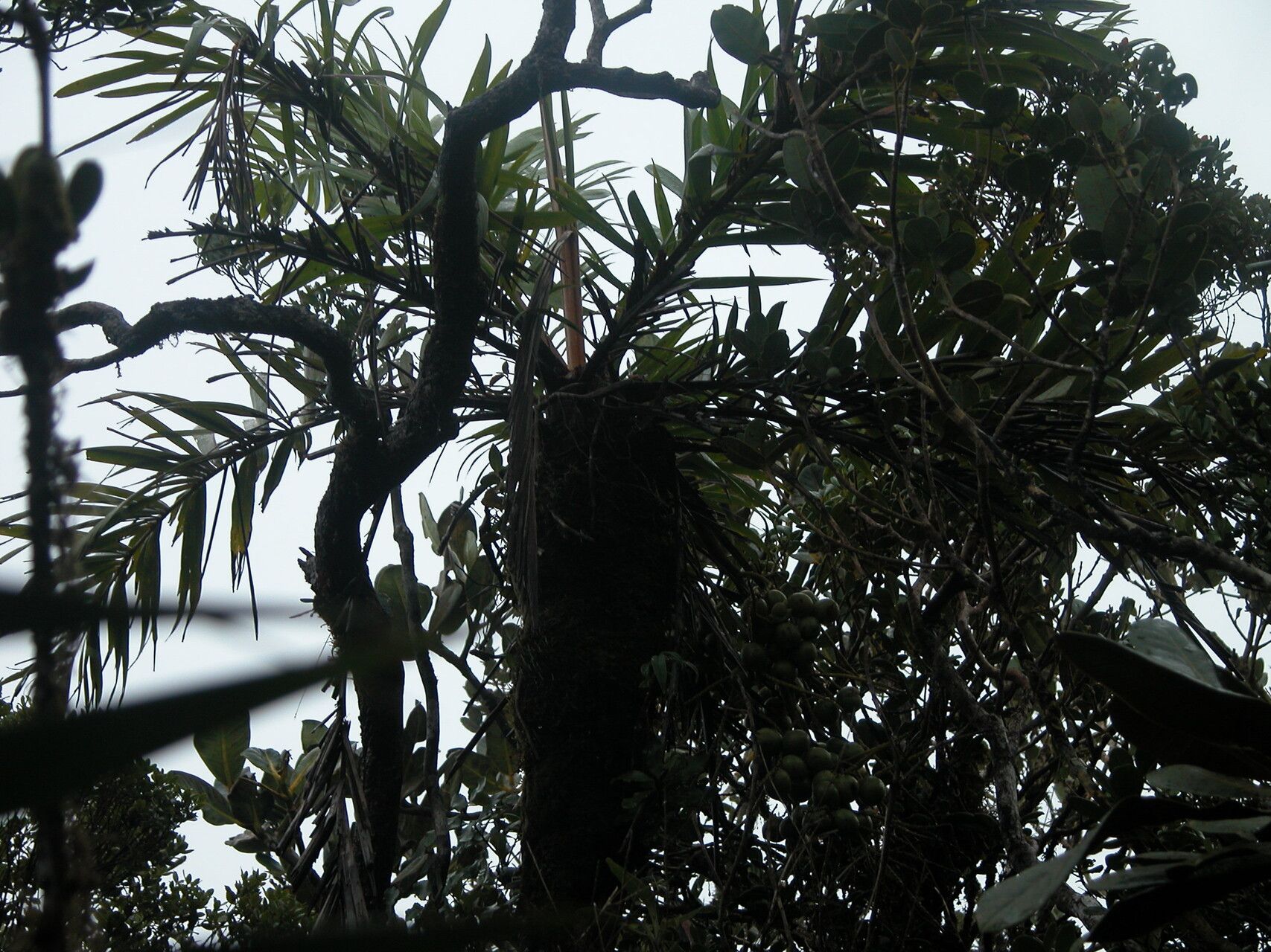 Dypsis coursii habit