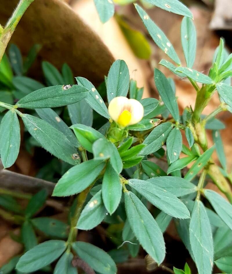 Stylosanthes hamata — search result for 'Benin'