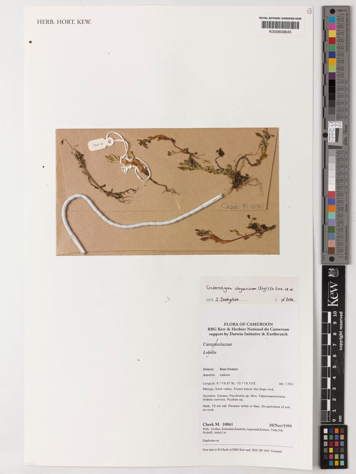 Craterostigma abyssinicum — related species from the same genus