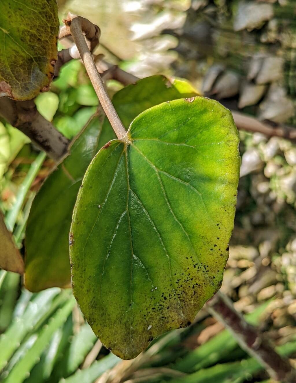 Begonia kuhlmannii — houseplant care guide