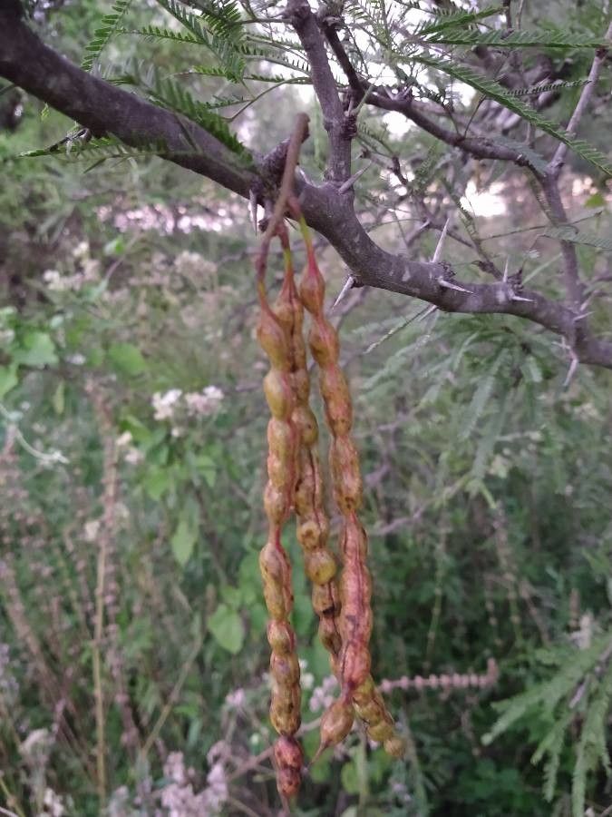 Prosopis nigra fruit