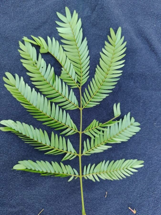 Cojoba sophorocarpa leaf