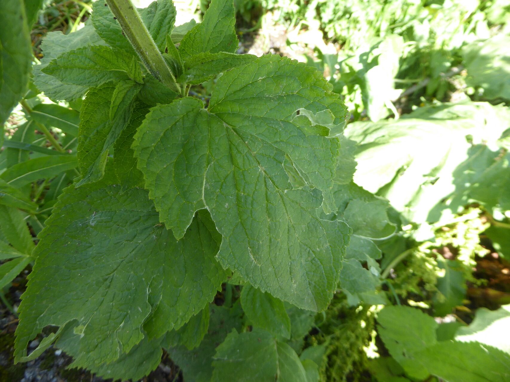 Scrophularia alpestris