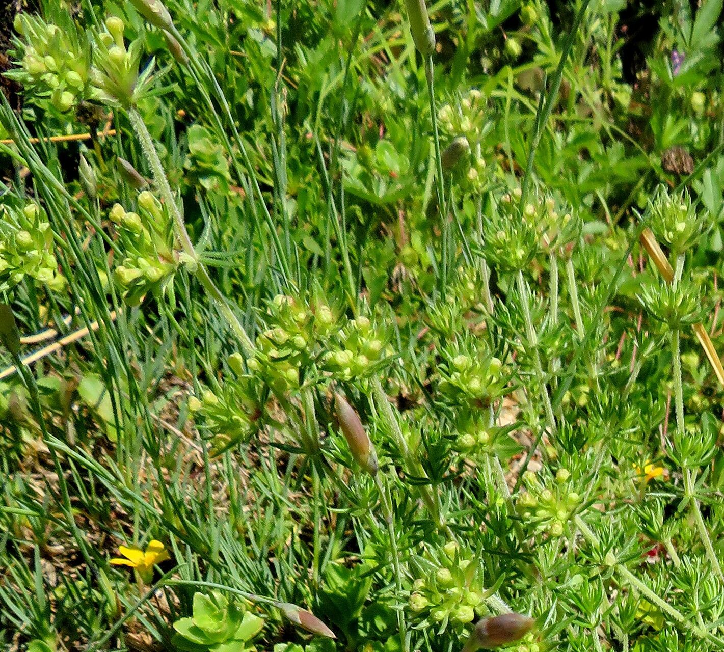 Asperula glomerata flower