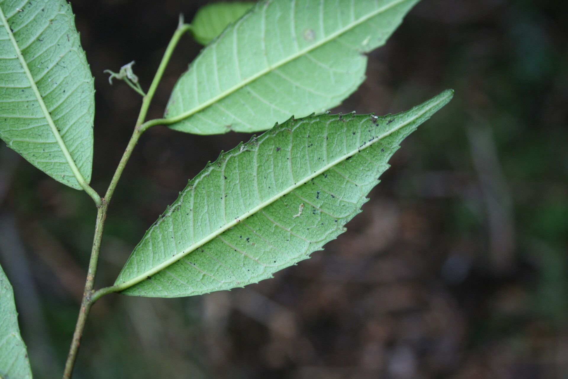 Paratrophis glabra — related species from the same genus