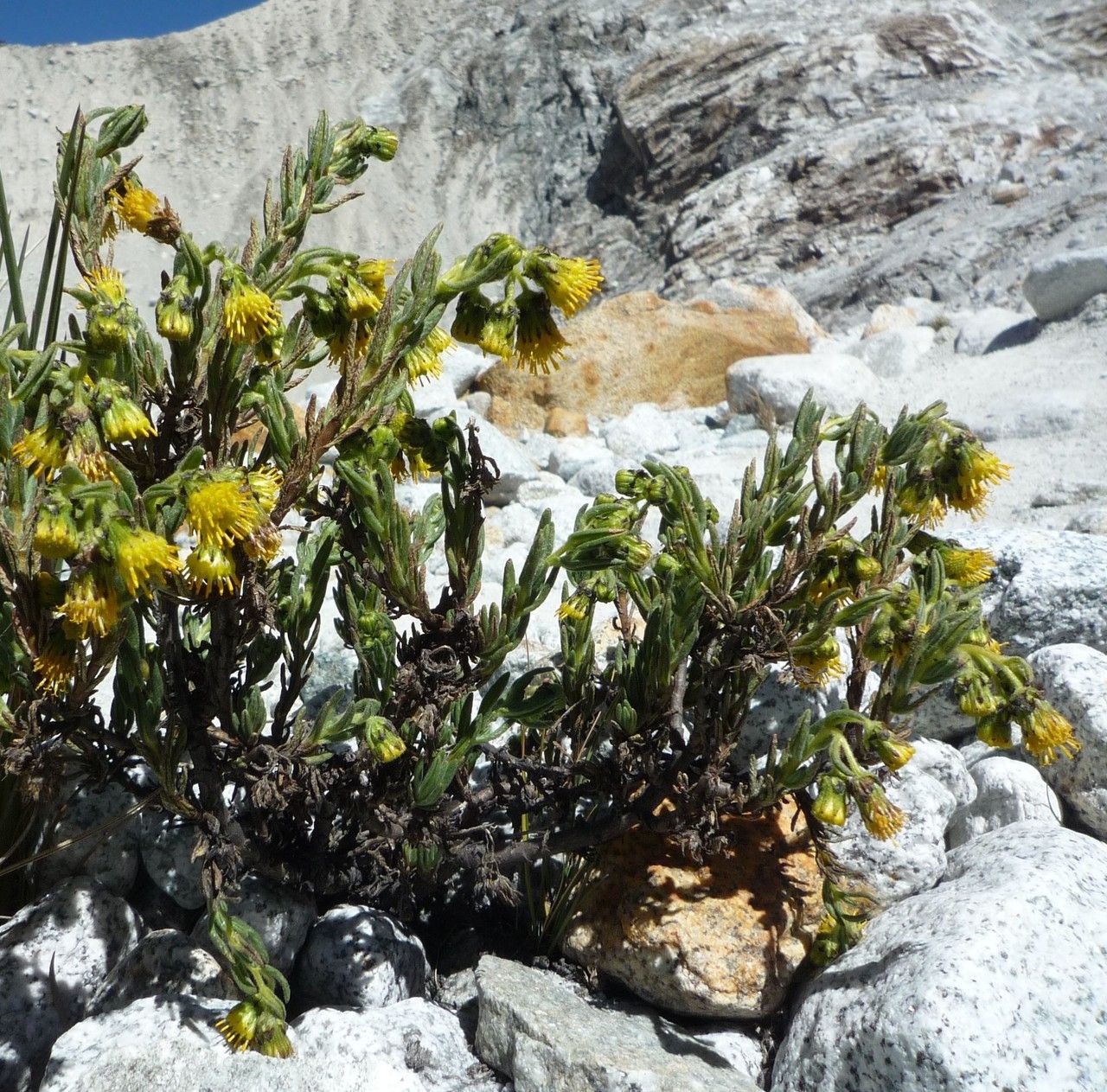 Senecio rufescens habit