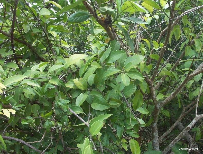 Oxera glandulosa habit
