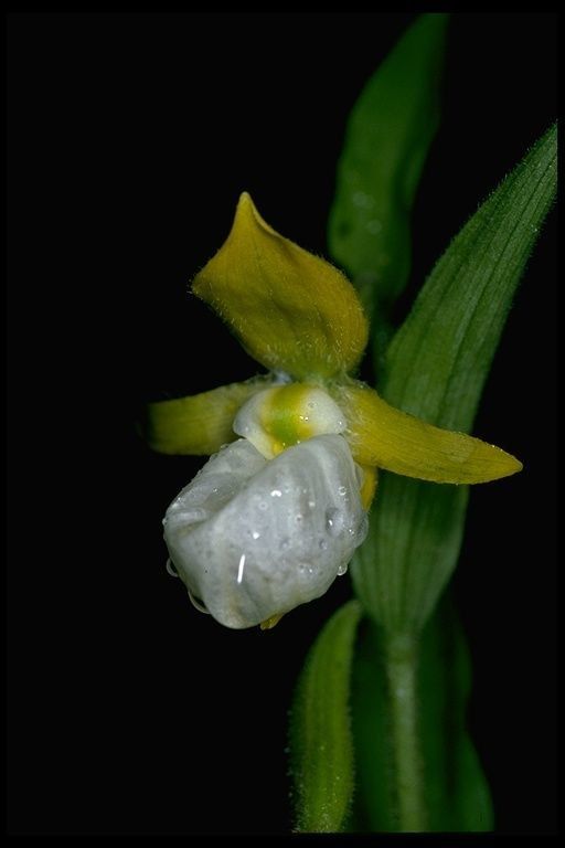 Cypripedium californicum — related species from the same genus
