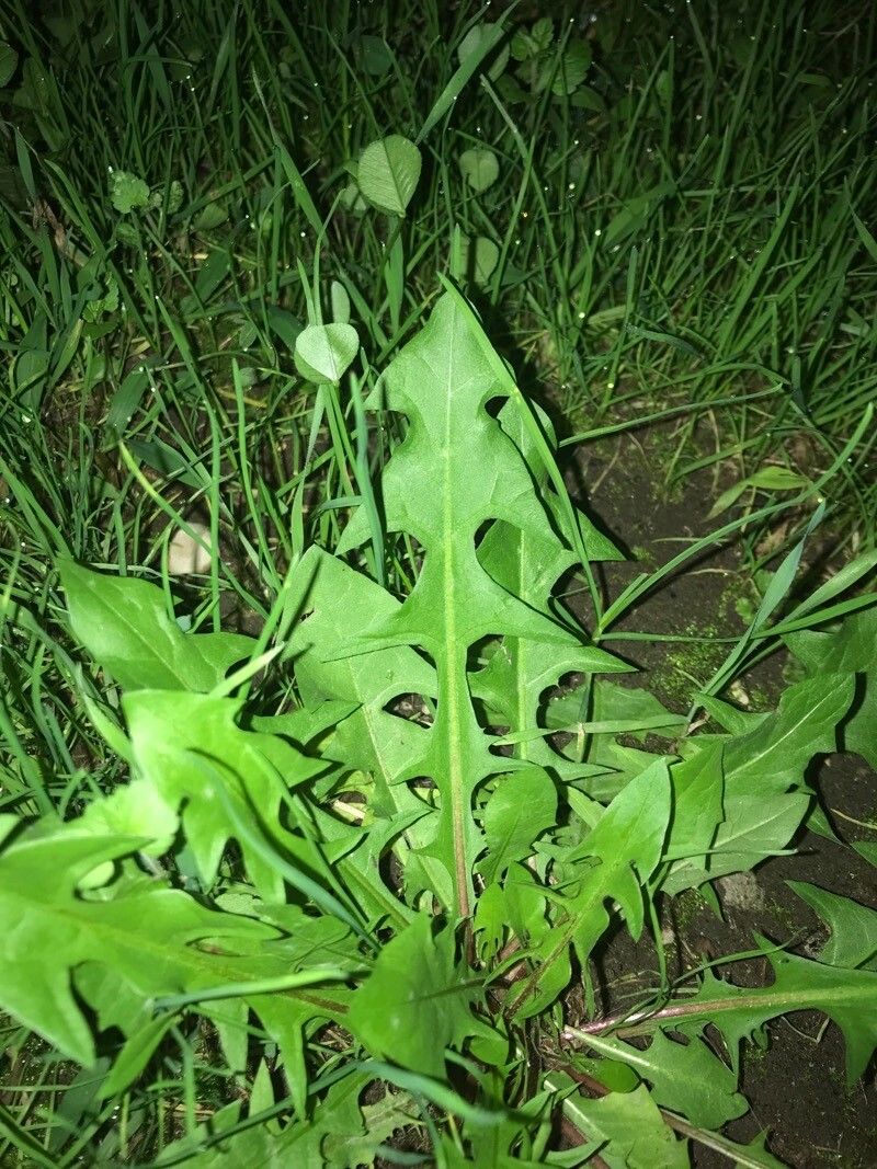 Taraxacum cucullatiforme — search result for 'Taraxacum'