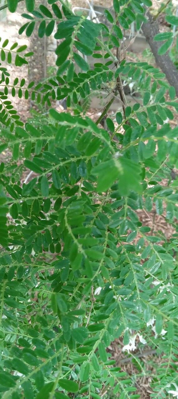 Sophora davidi leaf