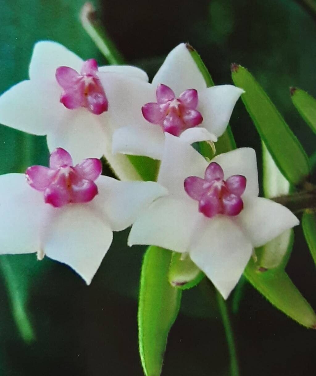 Hoya engleriana flower
