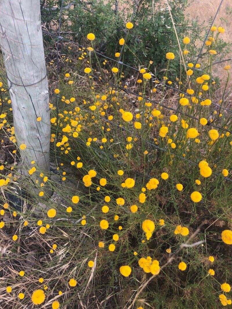Santolina rosmarinifolia flower