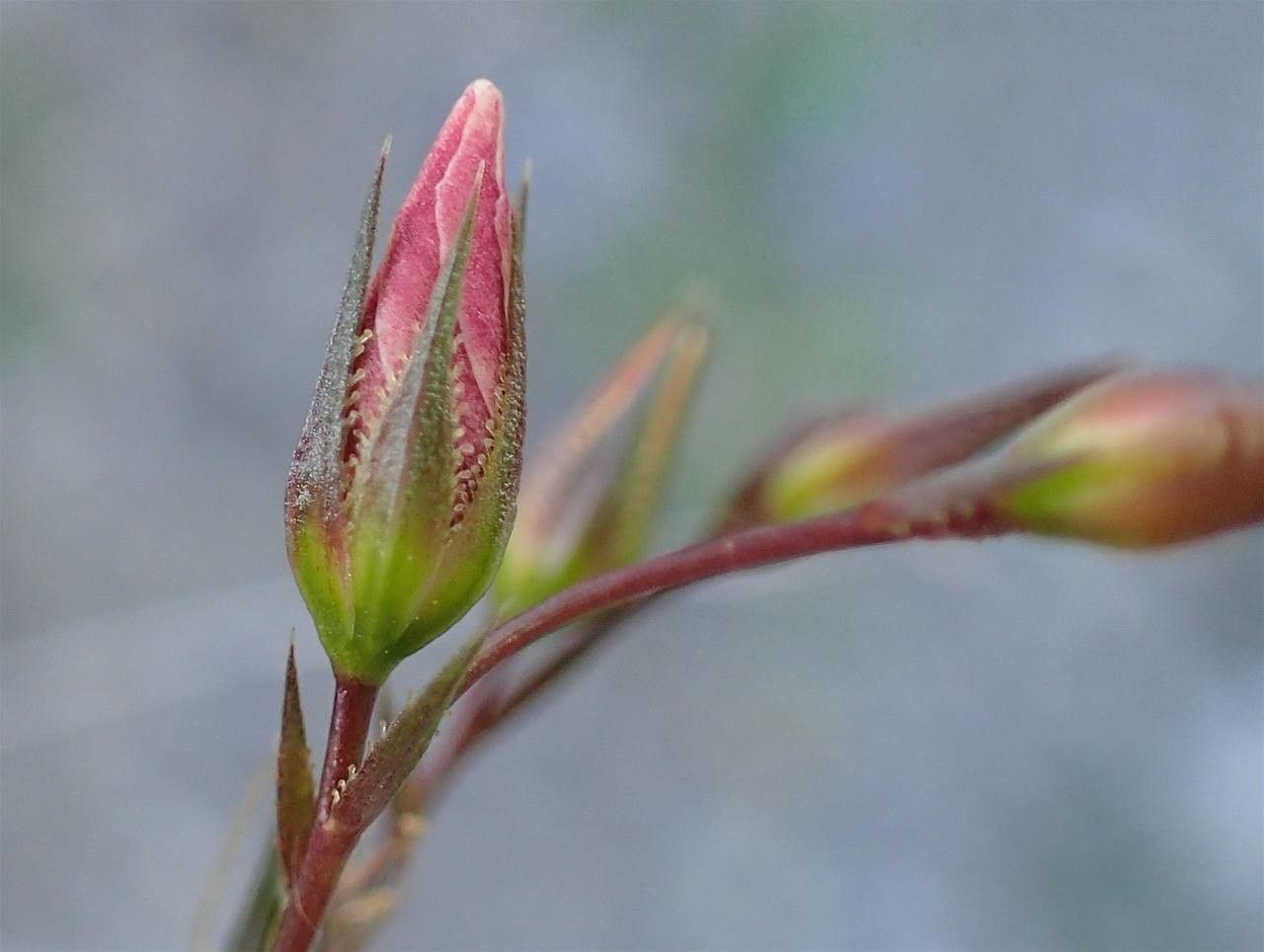 Linum tenuifolium — search result for 'Linum'