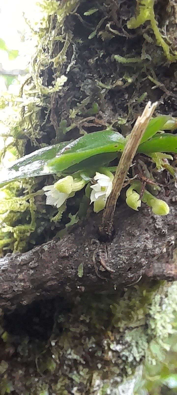 Angraecum perparvulum — houseplant care guide