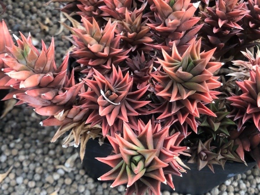 Haworthia viscosa — search result for 'Aloe'