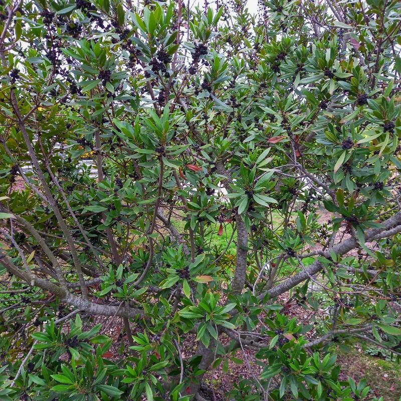 Myrica californica habit