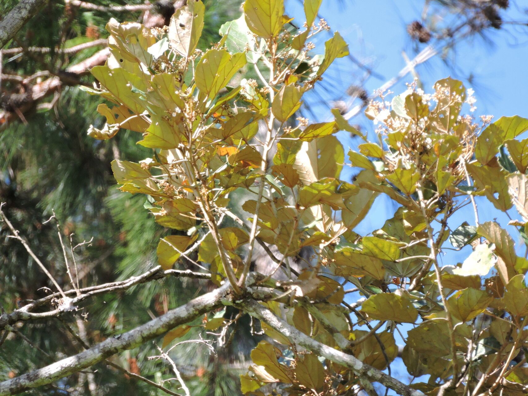 Dombeya lucida habit