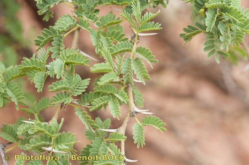 Acacia gummifera other